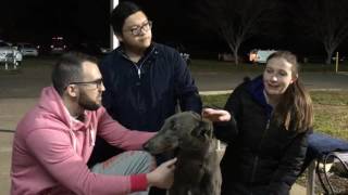 Behind the Scenes of Canberra Greyhounds: Greyhound Owners