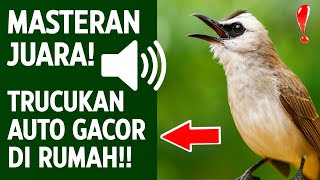 Download lagu Suara trucukan gacor ropel ngalas buat pancingan trucukan agar bunyi jadikan burung trucuk gacor mp3 Download lagu Suara trucukan gacor ropel ngalas buat pancingan trucukan agar bunyi jadikan burung trucuk gacor mp3
