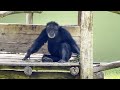 Mysore Zoo All Animals No Commentary