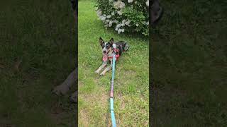 Video preview image #1 Mutt Puppy For Sale in Garden City, NY, USA