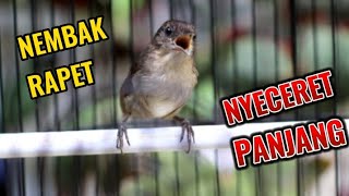 Download lagu Flamboyan NEMBAK RAPET Nyeceret mp3 Download lagu Flamboyan NEMBAK RAPET Nyeceret mp3