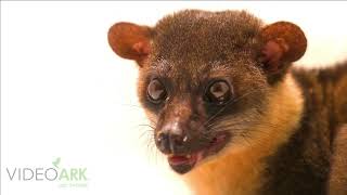 Javan small-toothed palm civet (Arctogalidia trivirgata trilineata) at Batu Secr