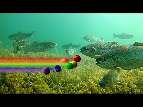 Powerbait Color SHOWDOWN - How to Catch Trout with a Drop Shot