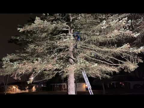 Rescue Mission: Saving Lives, One Cat at a Time