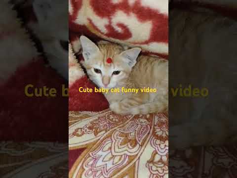 Cute baby cat funny video বিড়ালের বাচ্চার কান্ড দেখো#baby#animals #cutecat