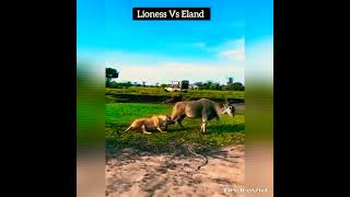 Download lagu Lion Vs Eland #Shortsfeed mp3