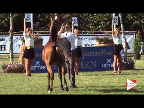 N.92 SAUD MA - Ströhen 2015 B-Show - Yearling Colts (Class D)