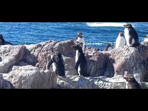 Isla Punguino, Puerto Deseado, Santa Cruz.  