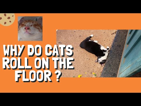 Why do cats roll on the floor ?