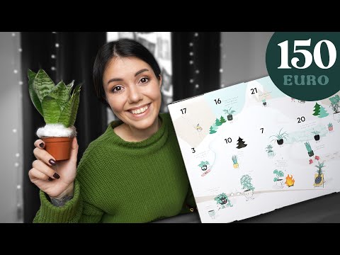 Dieser Pflanzen Adventskalender hatte 2023 den größten Hype!