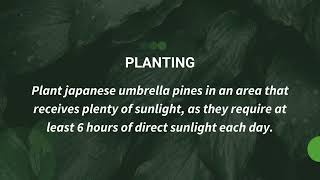 The Ultimate Guide to Caring For Your Japanese Umbrella Pines