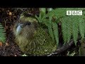 Clumsy Kakapo: The flightless parrot - Natural World ...