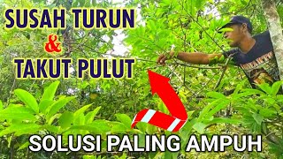 Download lagu Cara Mikat Burung Kecil Yang Takut Pulut Dan Susah Turun mp3