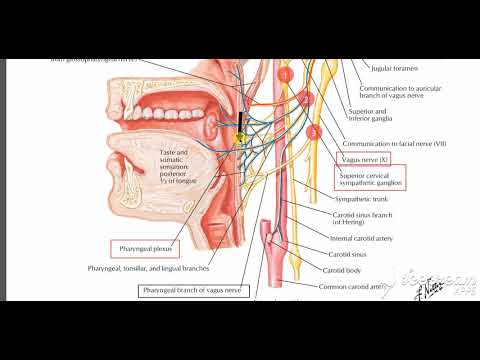 Pharyngeal Pluxes