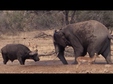 Elephant & Buffalo Fight Over Waterhole Territory | World Wild Web