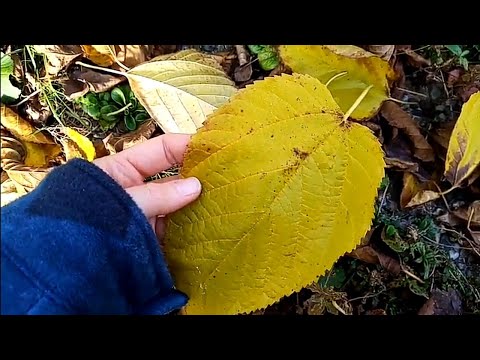 Mikroklima, Sonnenfalle