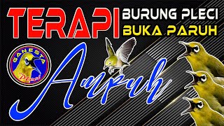 Download lagu Terapi Pleci agar BUKA PARUH || Terapi Pleci Paling Ampuh mengatasi Macet Bunyi mp3