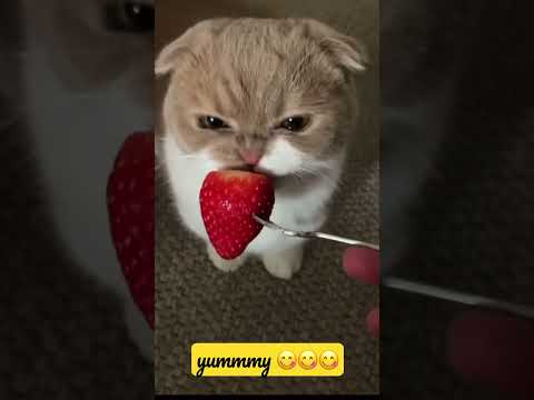 CAT EATING STRAWBERRY 🍓 😸 #short