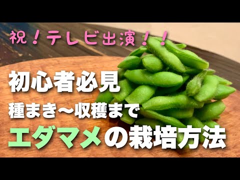, title : '【祝！テレビ出演】初心者目線のエダマメ栽培 種まき→収穫編'