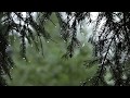 Relaxing Sound of Rain and Wind in Forest 1 Hour / Rain Drops Falling From Trees with Wind