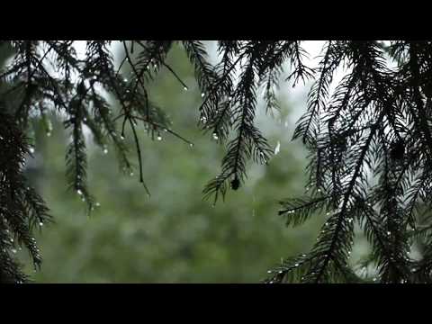 Relaxing Sound of Rain and Wind in Forest 1 Hour / Rain Drops ...
