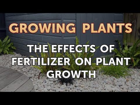 How to Nurse a Dying Ivy Plant Back to Life