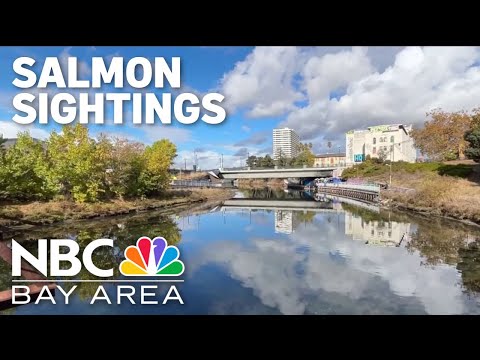 Rare salmon sightings at Oakland's Lake Merritt draws excitement
