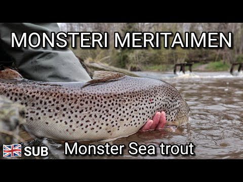 Spring fly fish at the river & Personal best Sea trout