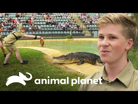 ¡Robert Irwin primera demostración alimentando cocodrilos! | Los Irwin | Animal Planet