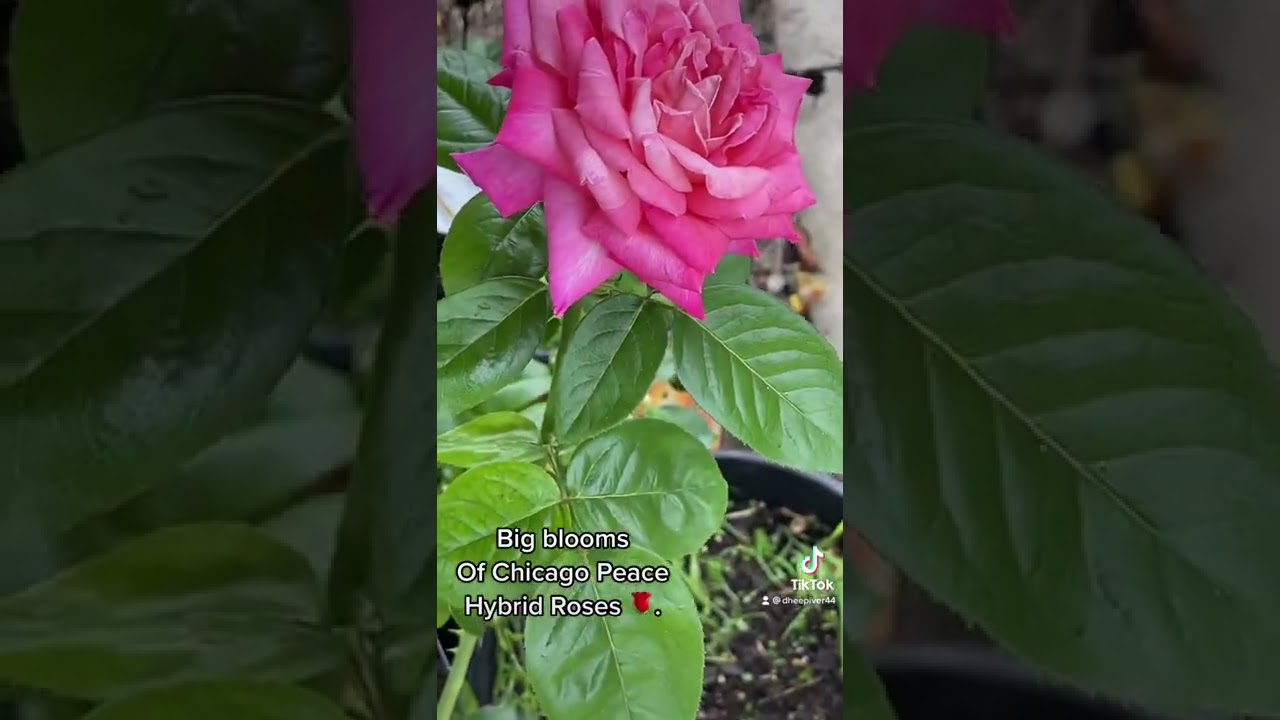 My Chicago Peace hybrid Roses