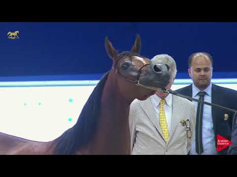 N 70 DHAI ALSAKAB   Dubai 2019   Fillies 3 Years Old