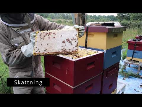 Från Bi till Burk (skattning, slungning, ympning, burkning)