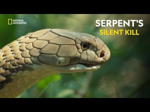 Serpent's silent kill.World's deadliest snakes. Hindi documentary.