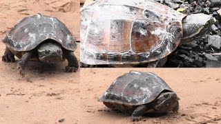 เพลงเด็ก เพลง เต่า เต่า เต่า  พร้อมเนื้อเพลง | turtle song for kids HD