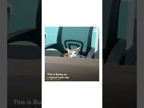 What's life like for a busy CEO (cat executive officer)