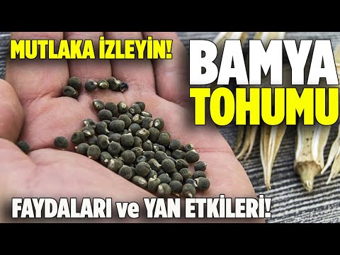 Bamya Tohumunun Faydaları, ve Yan Etkileri Nelerdir? Bamya Faydaları -  Pratik Bilgi Bankası