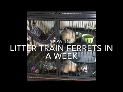 , title : 'How To Litter Train Ferrets'