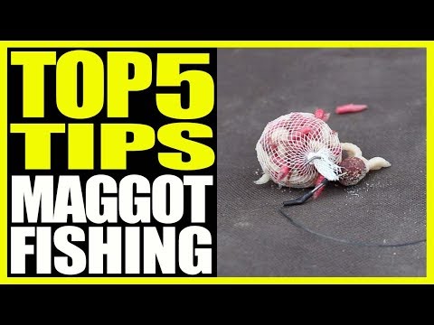 CARP FISHING - Maggot Fishing Tips