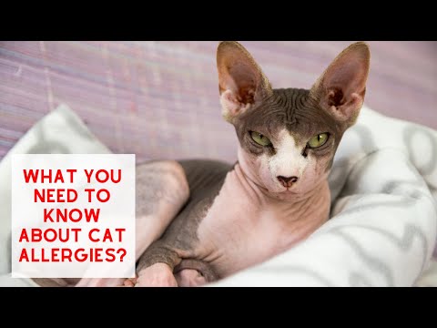 What you need to know about ALLERGIES TO CATS!