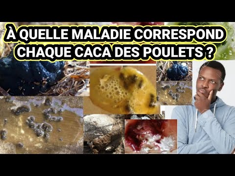 , title : 'À QUELLE MALADIE CORRESPOND CHAQUE CACA DES POULES'