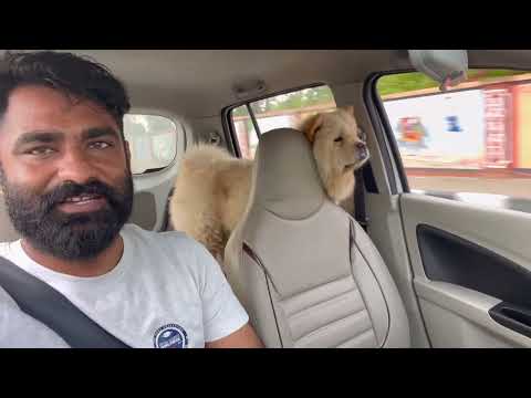 JODHPUR  to BALOTRA DOG DROP SERVICE @dogloverprakash