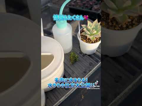 ディプラデニアにいつ水をやるのですか？文化、アドバイス、手法  庭園