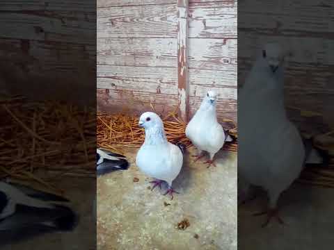 Colombier des damascènes ( Meiller Sylvain)