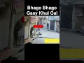 Bakra Eid Pr Gay Bhag Gai Video Cow Running Video