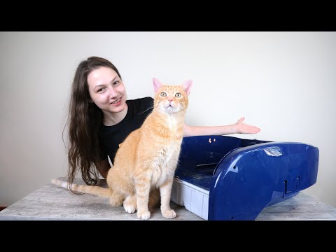Litter Maid Self-Cleaning Litter Box Review (We Tested It)