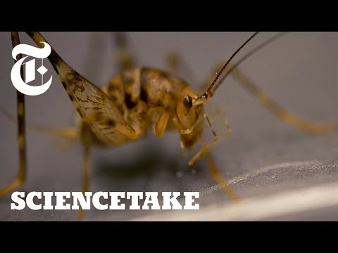 Crickets Can Jump 50x Their Body Length, Here's How ScienceTake