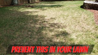 Treating The MOST DEADLY Lawn Disease | Pythium