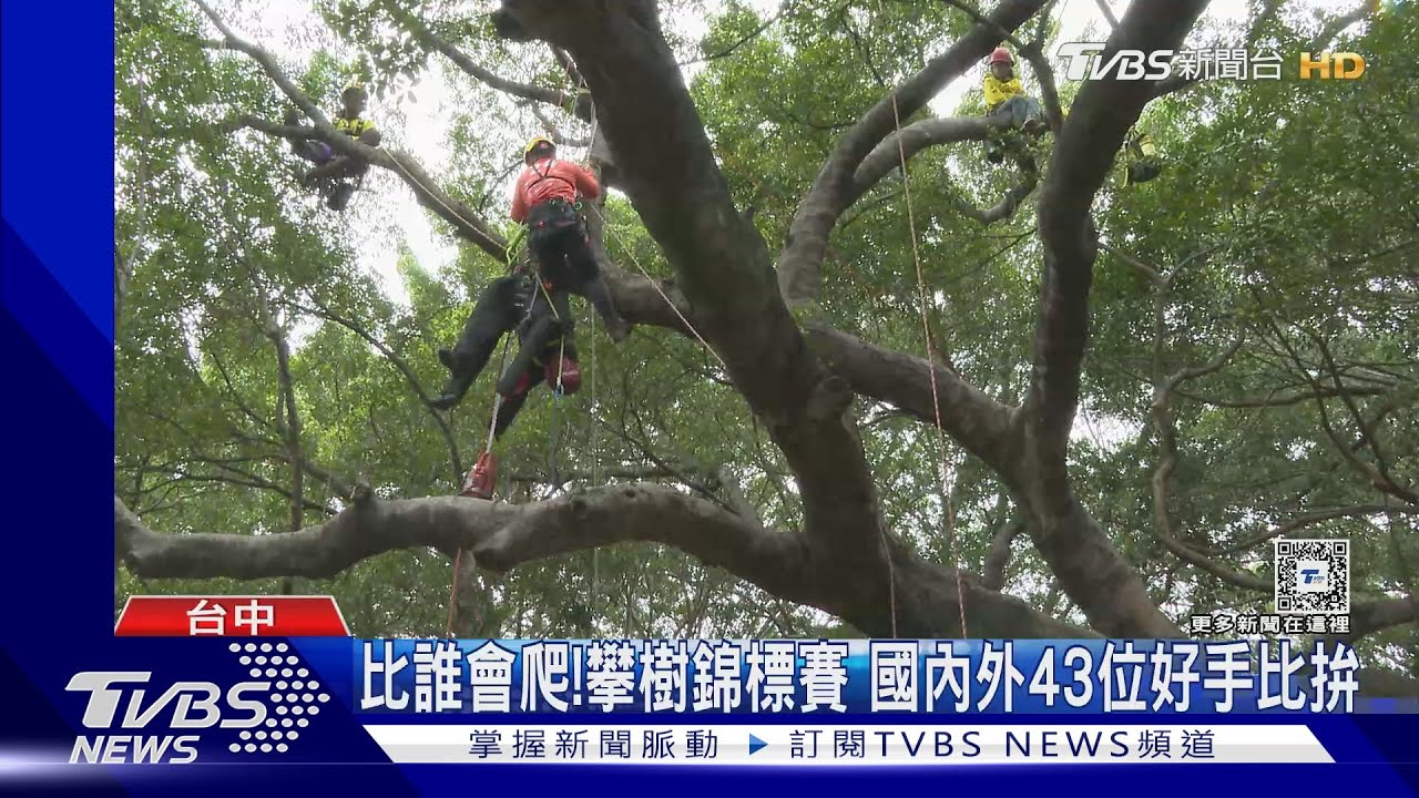 比誰會爬!攀樹錦標賽 國內外43位好手比拚