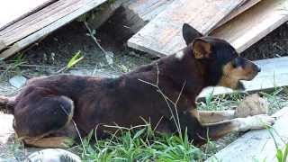 preview picture of video 'Dog eating a coconut, Siberut island'