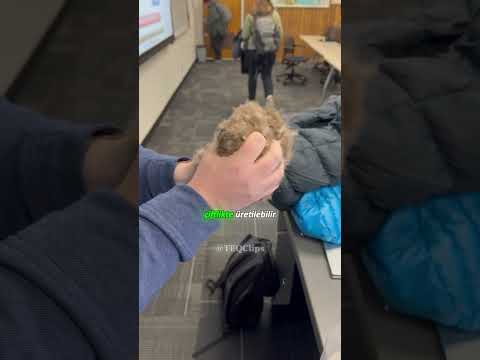 Bu Ördek Tüyü Neden Bu Kadar Değerli? 🤔